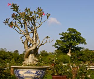 bonsai tree in the imperial city. hue.